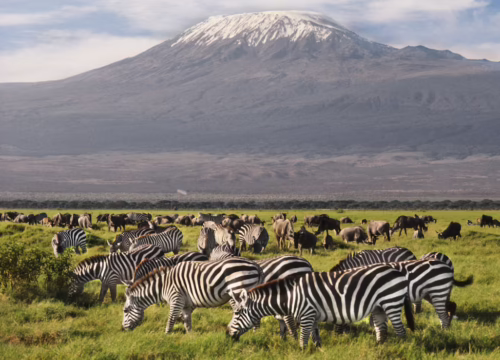 6-Day Lifetime Adventure Amboseli, Lake Nakuru & Masai Mara-Budget safari.