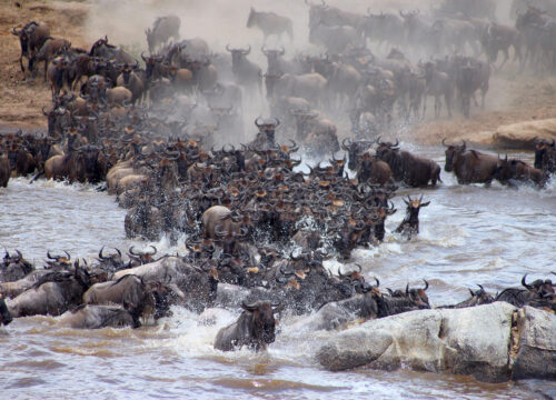 3-Day Luxury Fly-in Wildebeest Migration Safari