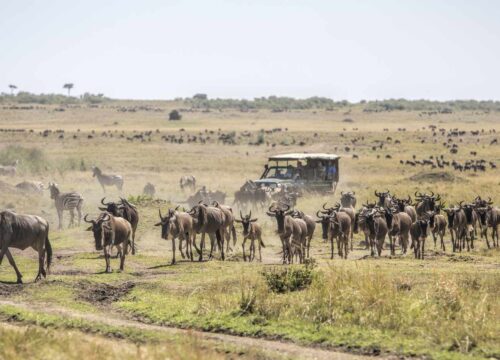 6-Day Masai Mara, Lake Nakuru & Amboseli Safari Expedition.