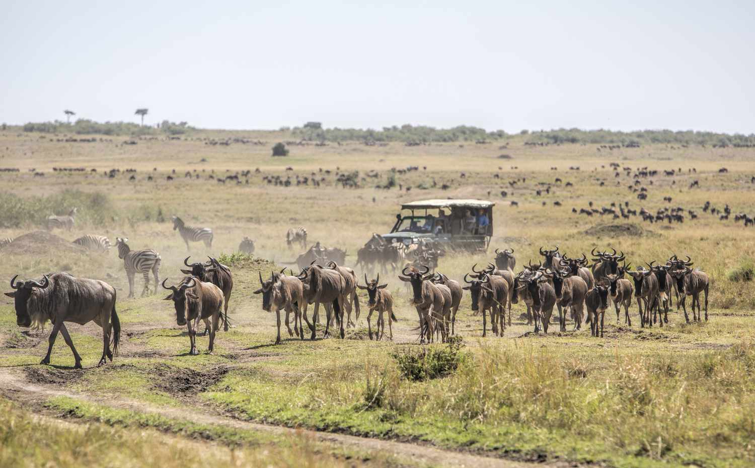 6-Day Masai Mara, Lake Nakuru & Amboseli Safari Expedition.