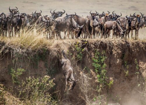 4 Day Unforgettable days in the wild-Group Joining safari