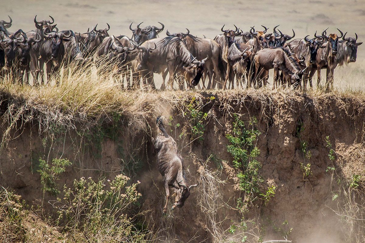 4 Day Unforgettable days in the wild-Group Joining safari