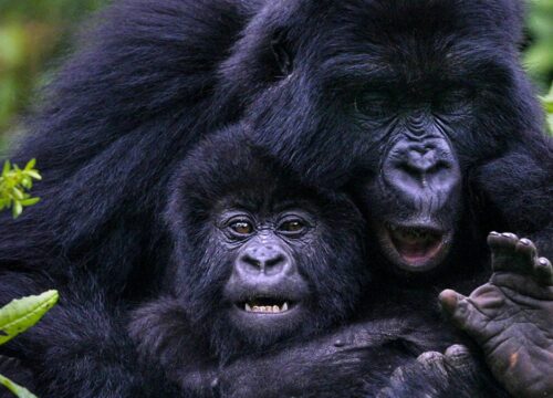 5 days Gorilla safari Experience