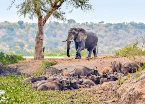 3-Days Queen Elizabeth Safari