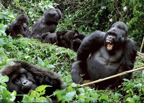 6 Days Wildlife Queen Elizabeth & Gorilla Trekking Safari