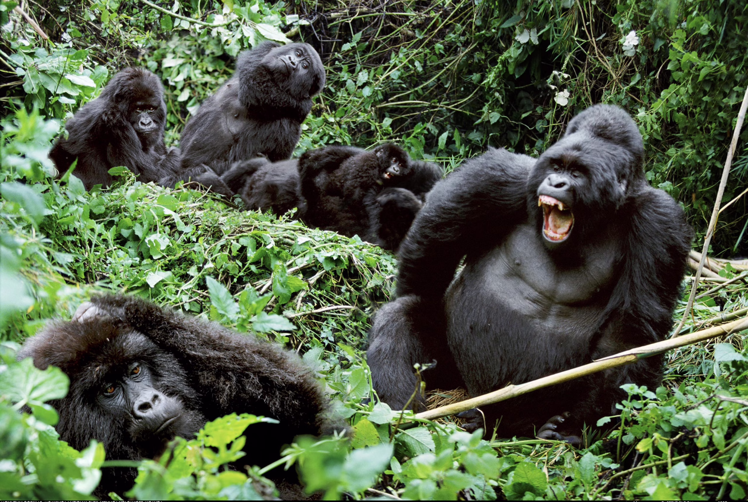 6 Days Wildlife Queen Elizabeth & Gorilla Trekking Safari