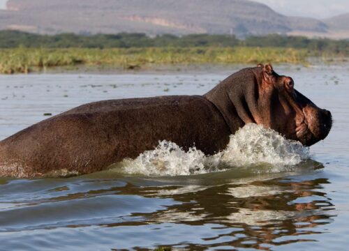 5-Day Explore Kenya’s Natural Wonders in Maasai Mara, Lake Nakuru & Lake Naivasha