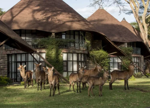 4-Day Budget Safari: Explore Lake Nakuru & Maasai Mara