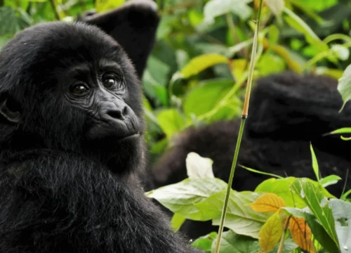7-Day Giants of the Wild Uganda Rwanda Gorilla and Wildlife Safari