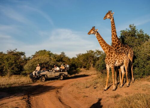 9-Day Kruger Wildlife Safari and Cape Town Discovery