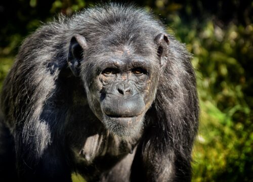 4-Day Gorilla & Golden Monkey Trek Rwanda Primate Adventure