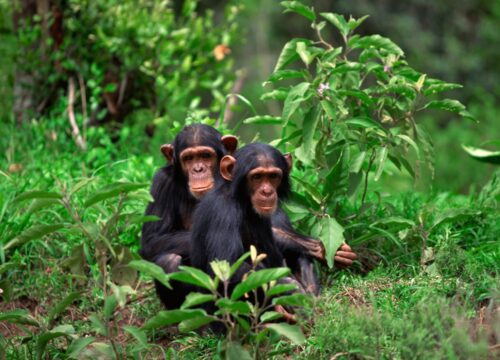 6-Day Wild Rwanda Safari Through Wildlife & Primate Kingdoms