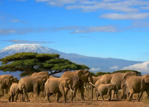 7 Days Best of Tanzania Mid-Range  Safari