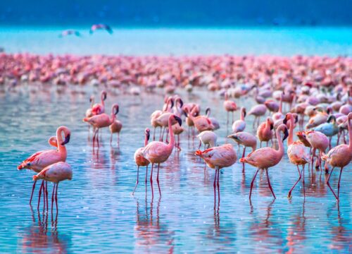 9-Day Ultimate Kenya Safari Across Samburu, Ol Pejeta, Nakuru & Mara