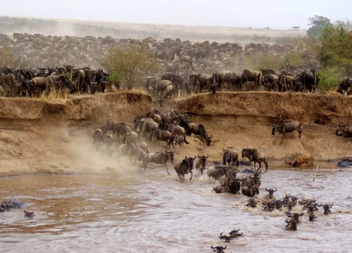 3-Day Masai Mara Safari Adventure- Experience the Great Migration