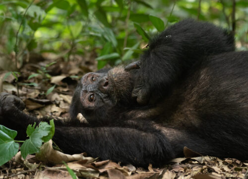 5-Day Chimpanzee Trek & Lake Kivu Adventure from Forest to Shore