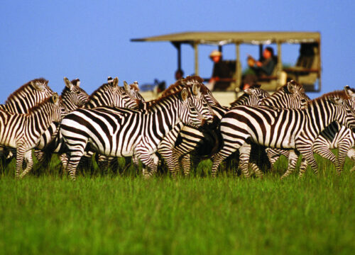 10-Day Budget Safari in Tanzania